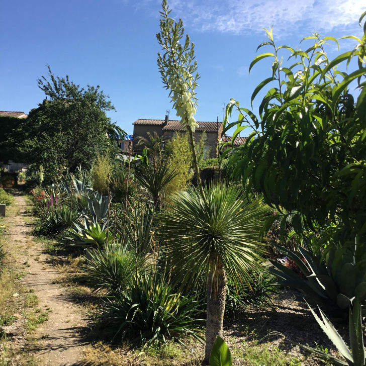 Agaves and co : jardin d'acclimatation